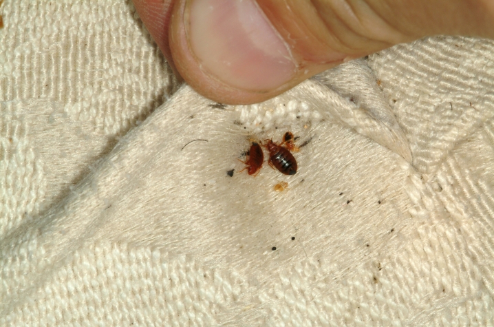 bed bug report