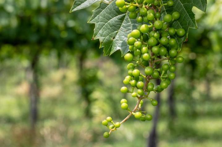 Early June growth of grapes in the vineyard at the UK Horticulture Research Farm