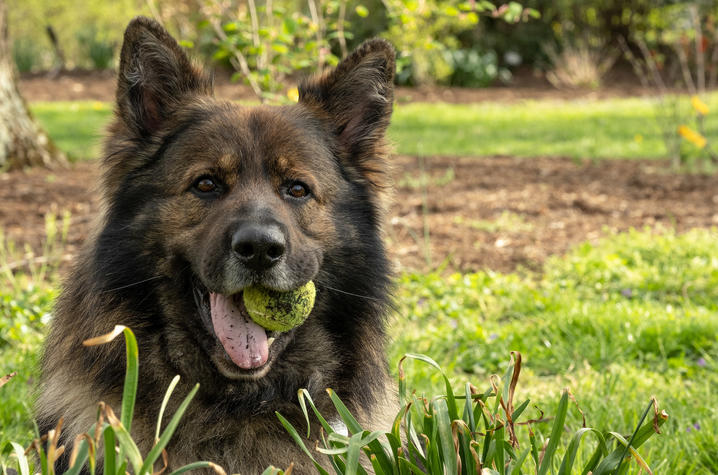photo of dog with tennis ball