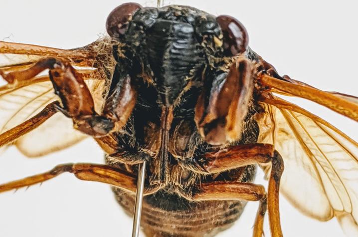 A preserved periodical cicada. 