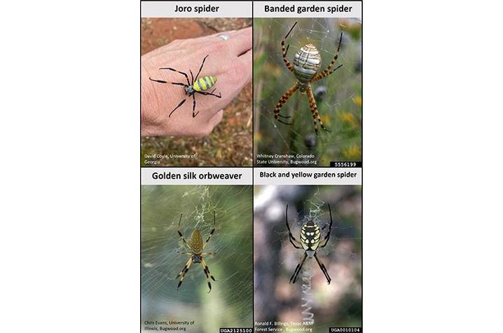 The Joro spider, top left, has many similarities to spiders already in Kentucky but also some distinct differences. Photos courtesy of bugwood.org.
