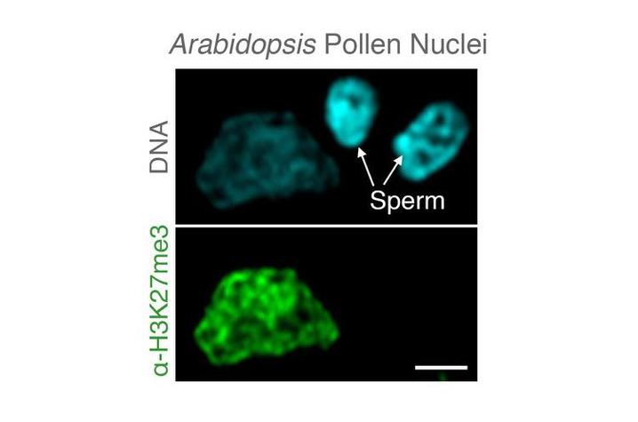 Microscopic image of Arabidopsis pollen nuclei