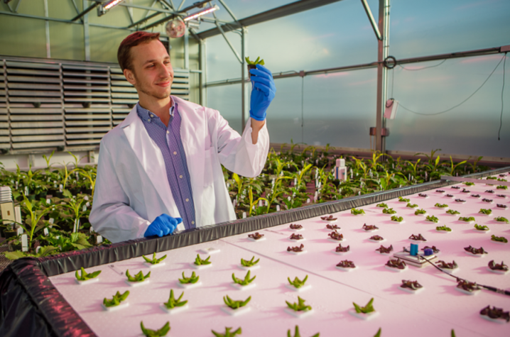 Lark Wuetcher, senior horticulture major, studies hydroponic lettuce in the greenhouse at the Horticulture Research Farm. Photo by Matt Barton, Agricultural Communications Specialist.