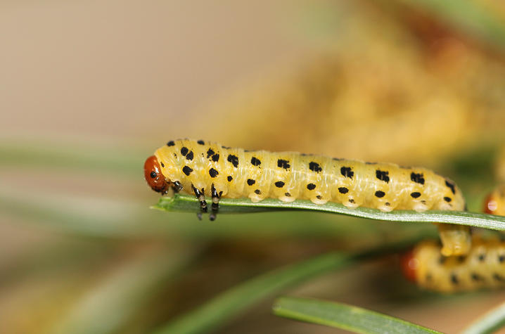 photo of sawfly