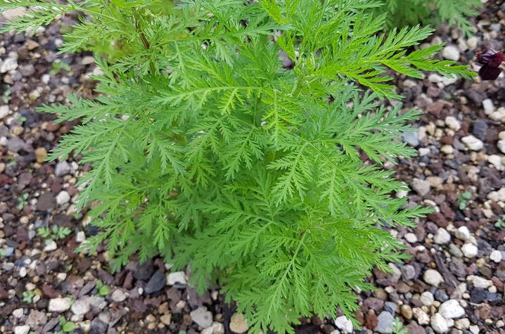 stock photo of Artemisia annua