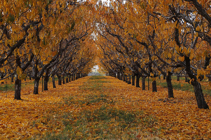 photo of tree lined path in fall - digital camera workshop