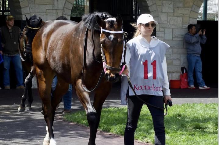 Photo of Carly Schuerger leading a racehorse A person wearing sunglasses and a numbered bib leads a bridled brown horse along a paved path outside a stone building.