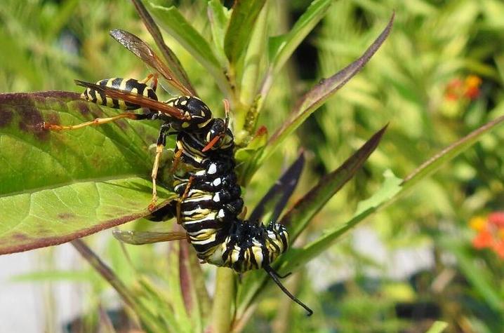 A European paper wasp attacks a monarch butterfly caterpillar