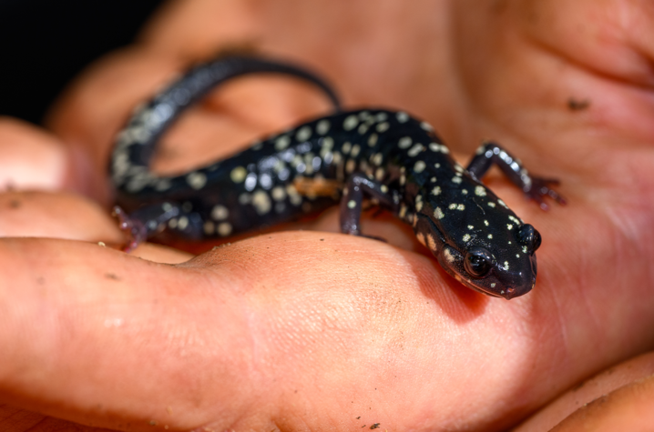 northern slimy salamander