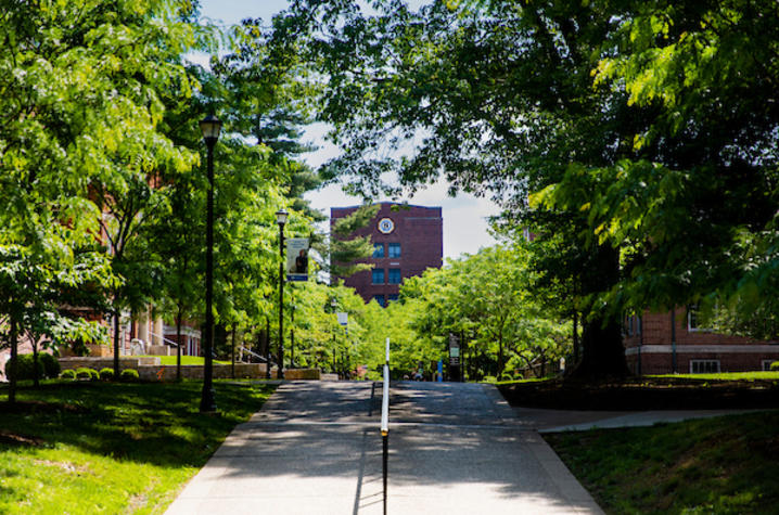 photo of campus trees