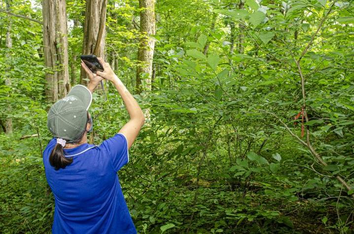 Individual in forest taking photo of trees with cell phone