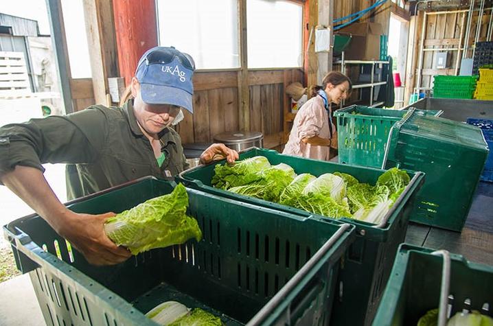 Student sorts vegetables for the UK-CSA project