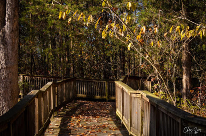 Photo of wooden walkway through trees