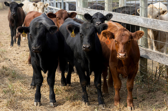 A group of young cattle stand closely together in a fenced outdoor pen. Most of the cattle are black, with one brown calf in the front. Dry grass covers the ground and wooden and wire fencing lines the enclosure.