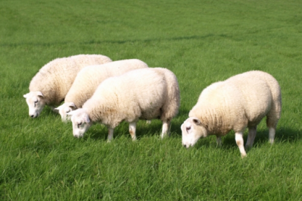 Kentucky’s First Sheep Dairy Up and Running | UKNow