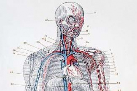 Research Helps Scientists Target Blood Vessels | UKNow