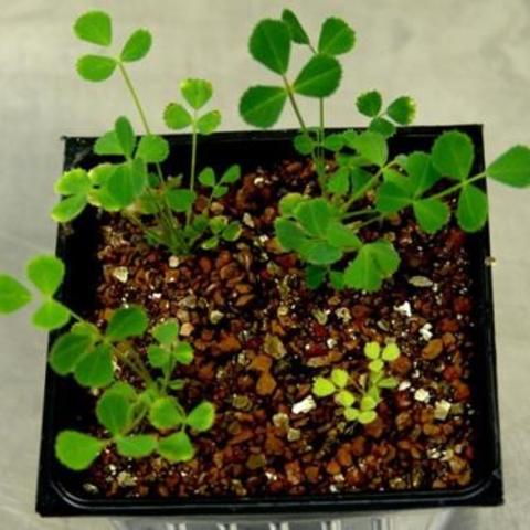 Research - Plant - Legumes