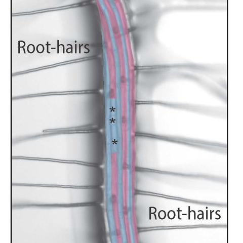 root hairs diagram