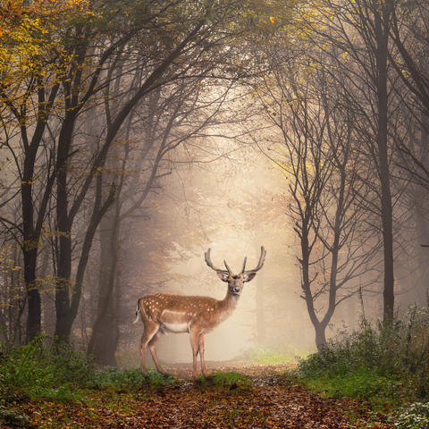 A deer in the woods - ThinkStock photo