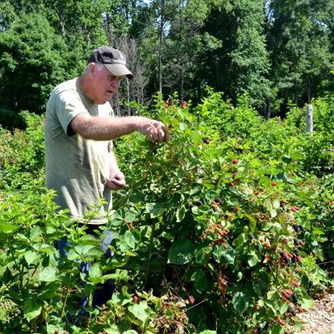 photo of farmer picking blackerries on Muhlenberg County farm