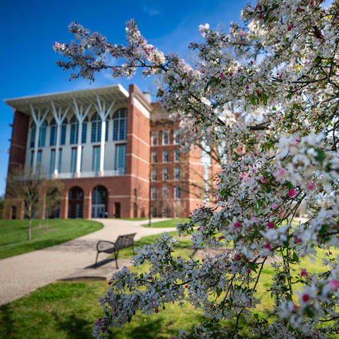 Image of exterior of Young Library with flowering spring tree