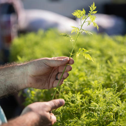 Patrick Perry holding an artemisia annua seedling