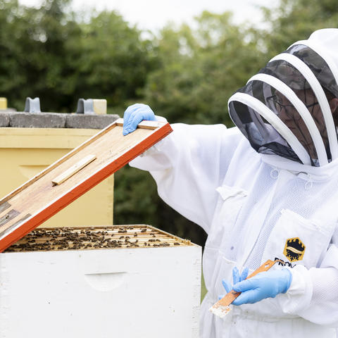 Skidmore examines honeybee hives