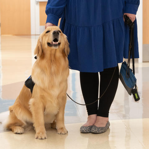 Image of Darcy the golden retriever standing in the clinic hallway