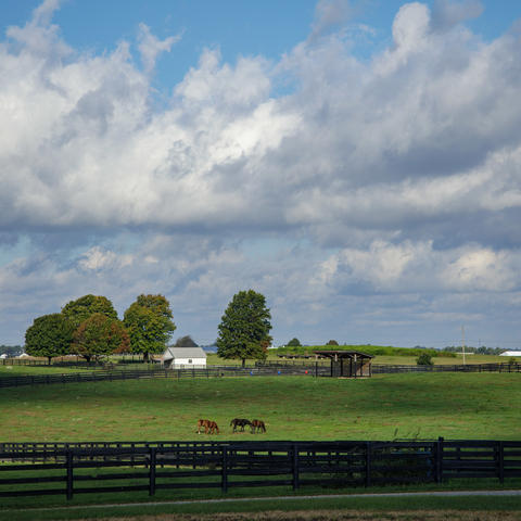 Horses gazing on farm 