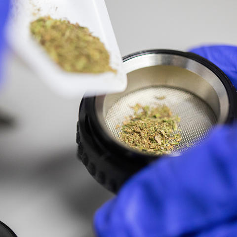 Researcher measuring cannabis