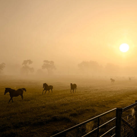 Photo of Horses Running on a Farm.