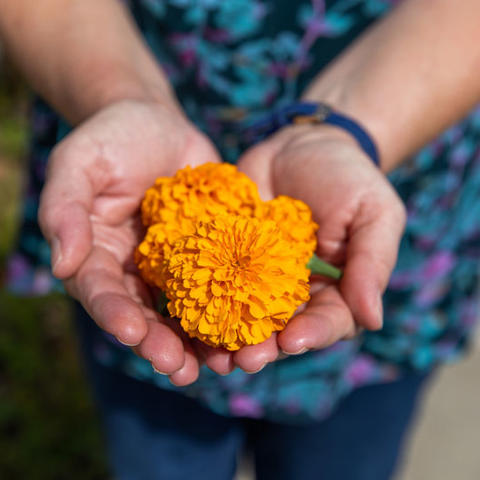 Yellow flower held in someone's hands