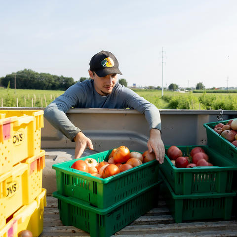 A person in a truck bed sorts through crates of fresh tomatoes and apples under a bright sky.
