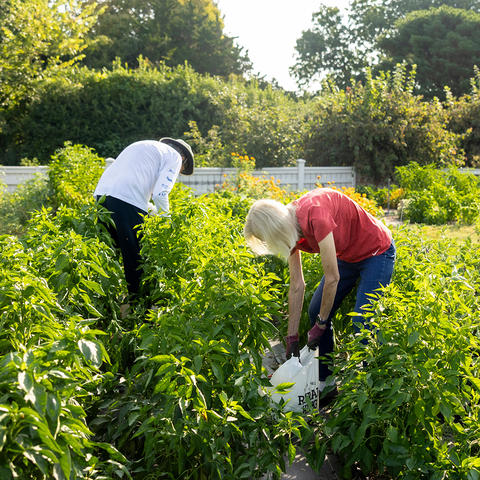 Three people harvest vegetables in a lush community garden on a sunny day. Rows of green plants fill the foreground as the volunteers bend over the crops, gathering produce. 