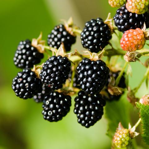 With the BerryCare program, the CEC is connecting UK-SRC research with the local community by providing access to nutrient-packed blackberries.