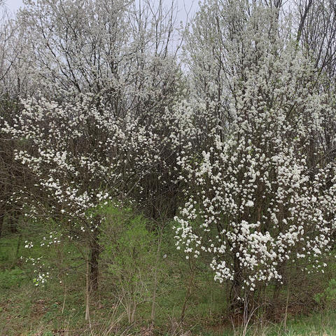 A dense thicket of Bradford pear trees covered in clusters of white spring blossoms stands along the edge of a wooded area. Bare and budding tree branches rise behind the flowering trees.