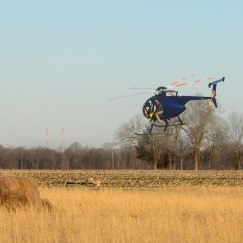 Researchers capture and release deer in Ballard County, Kentucky