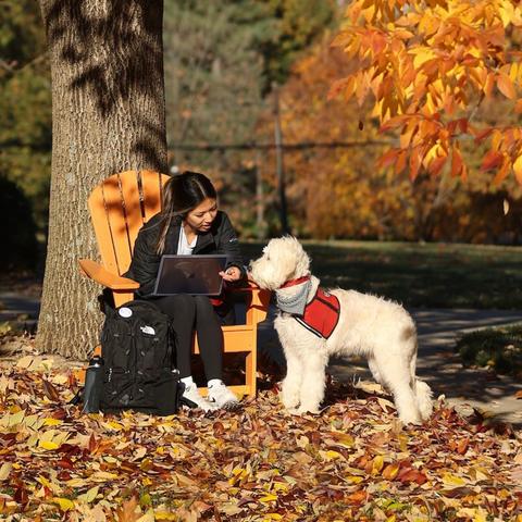 Companion dog
