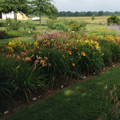 Daylilies at Princeton