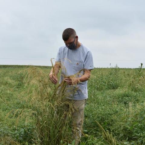 Eric Luteyn, UK student and U.S. Army veteran, studies one of the many varieties of teff in his research plots at UK's Spindletop Research Farm