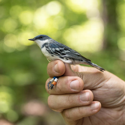 Cerulean warbler with leg bands held gently in a researcher’s hand against a blurred green forest background.