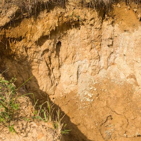 Fragipan naturally occurring soil