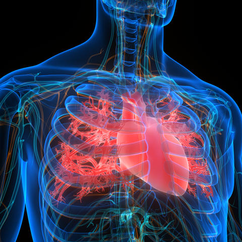 illustration of anatomical heart superimposed over a blue line drawing of a human body on a black background