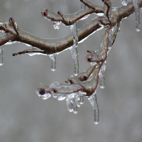 stock photo of ice on branch