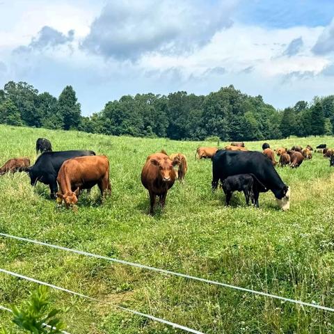 Grazing cows