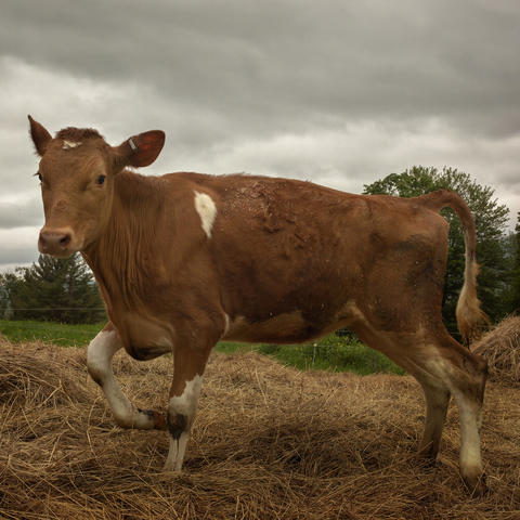 "Heifer" photo by James R Southard from "Why Buy the Cow"