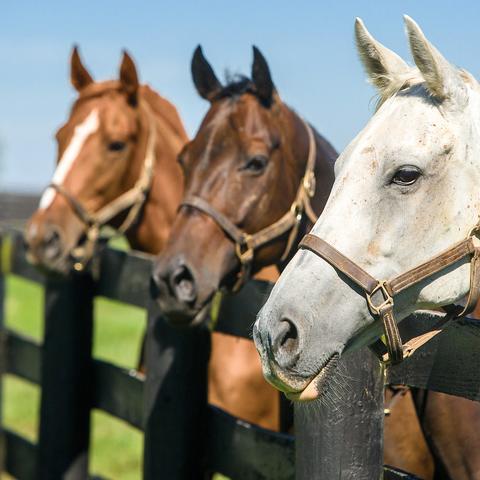 Horses standing at fence 