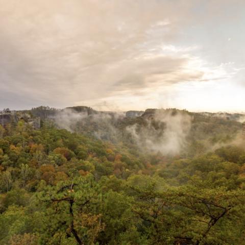 photo of Kentucky landscape/forest
