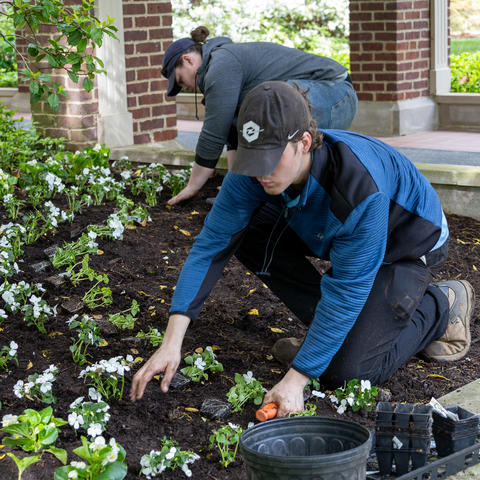 Grounds team members Alastair Norman and Willy Taylor plant flowers at Maxwell Place.