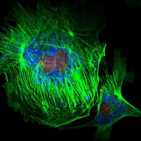 Confocal image of fluorescently labelled proteins